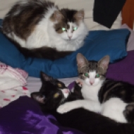 Three cats, two tabby and white and one black and white, in my bed