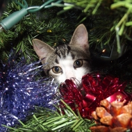 Tabby and white kitten hiding behind the tinsel halfway up a Christmas tree