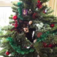 Black adn white kitten up a Christmas tree